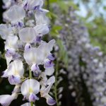 藤の花　五浦海岸　240428 (1 - 1)